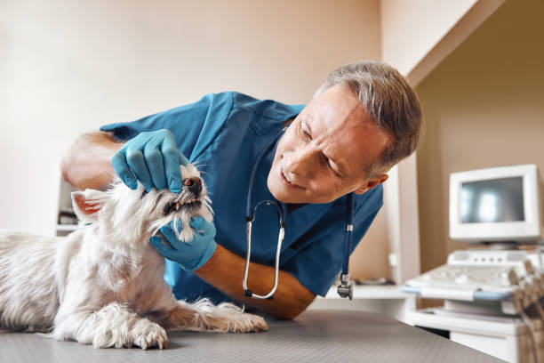 Best 24-Hour Emergency Dentist  in Novato, CA